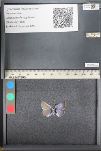 Media type: image;   Entomology 147529